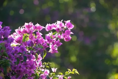 Santa Rita en flor a contraluz: ramas con brácteas fucsias sobre el fondo verde y desenfocado de un jardín.